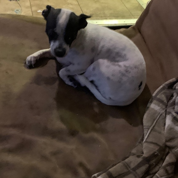 It's five O'Clock somewhere Jimmy Buffet Small fur baby shirt. - Picture 5 of 5